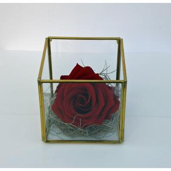 Trandafir criogenat in cub